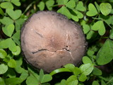 Panaeolus cinctulus image