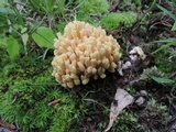 Ramaria formosa image