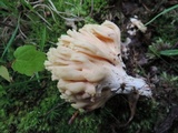 Ramaria formosa image
