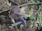 Cortinarius argenteopileatus image