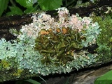 Punctelia bolliana image