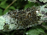 Punctelia bolliana image
