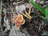 Hygrocybe laeta var. laeta image