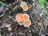 Hygrocybe laeta var. laeta image
