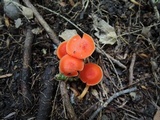 Hygrocybe miniata image