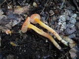 Hygrocybe miniata image