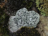 Diploschistes scruposus image