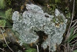 Diploschistes scruposus image