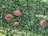 Butyriboletus floridanus image