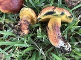 Butyriboletus floridanus image