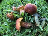 Butyriboletus floridanus image