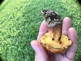 Butyriboletus floridanus image