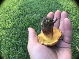 Butyriboletus floridanus image