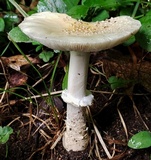 Amanita multisquamosa image