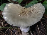 Amanita multisquamosa image