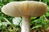 Amanita multisquamosa image