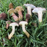 Boletus patrioticus image
