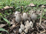 Coprinopsis variegata image