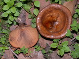Paxillus involutus image