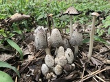 Coprinopsis variegata image