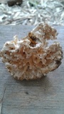 Tremellodendron schweinitzii image