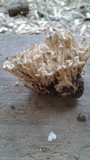 Tremellodendron schweinitzii image