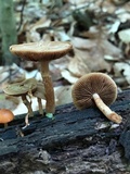 Kuehneromyces marginellus image