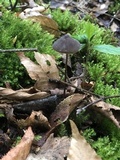 Mycena silvae-nigrae image