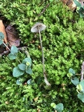 Mycena silvae-nigrae image