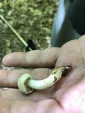 Hebeloma mesophaeum image
