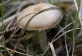Lepiota clypeolaria image