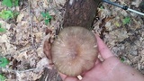 Megacollybia rodmanii image