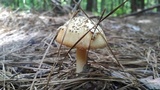 Amanita roseitincta image