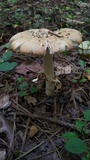 Amanita roseitincta image