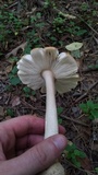 Amanita roseitincta image