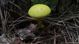 Pulveroboletus ravenelii image