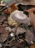 Psathyrella longistriata image