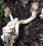 Megacollybia rodmani image