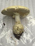 Amanita cokeri image