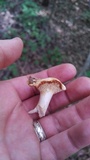 Hydnum albomagnum image