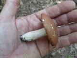 Suillus weaverae image