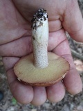 Suillus weaverae image