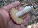 Suillus weaverae image