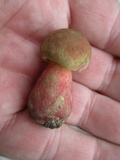Baorangia bicolor image