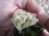 Clavulina coralloides image
