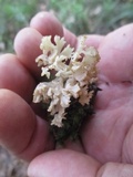 Clavulina coralloides image
