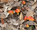 Hygrocybe acutoconica image