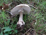 Amanita submaculata image