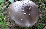 Amanita submaculata image