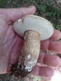 Tylopilus felleus image